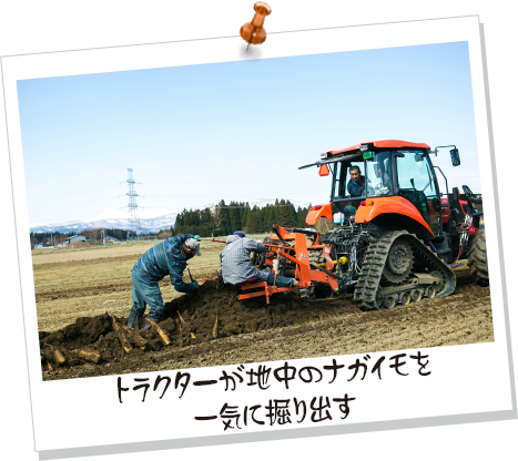 トラクターが地中のナガイモを一気に掘り出す
