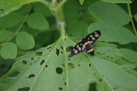 初心者でもできるガーデニングの害虫対策について!