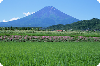 Japan’s Sustainable Food Systems Strategy (MeaDRI)