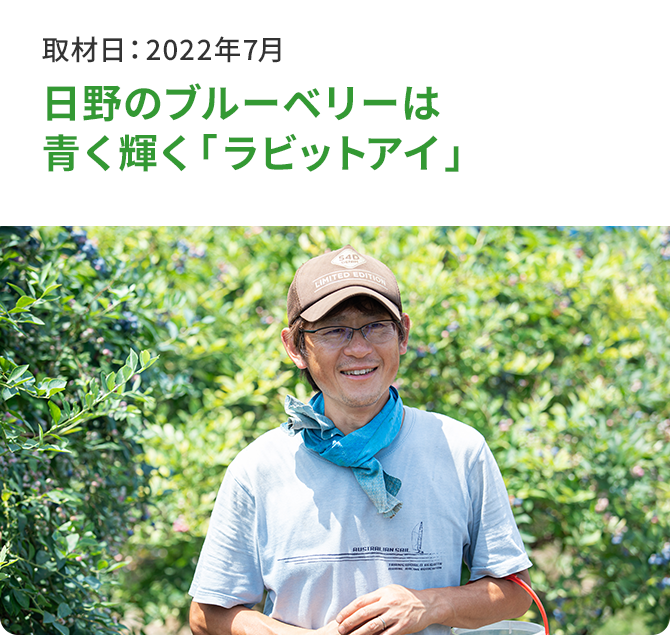 日野のブルーベリーは青く輝く「ラビットアイ」