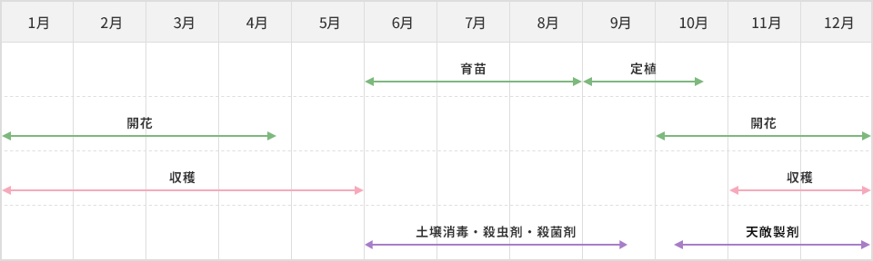 栽培スケジュール