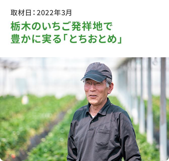 栃木のいちご発祥地で豊かに実る「とちおとめ」