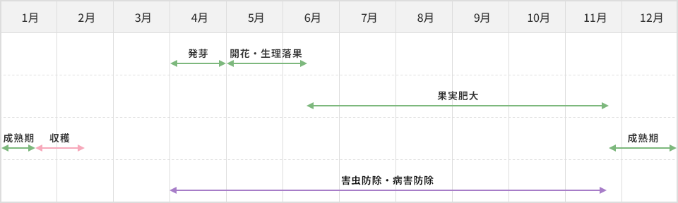 栽培スケジュール