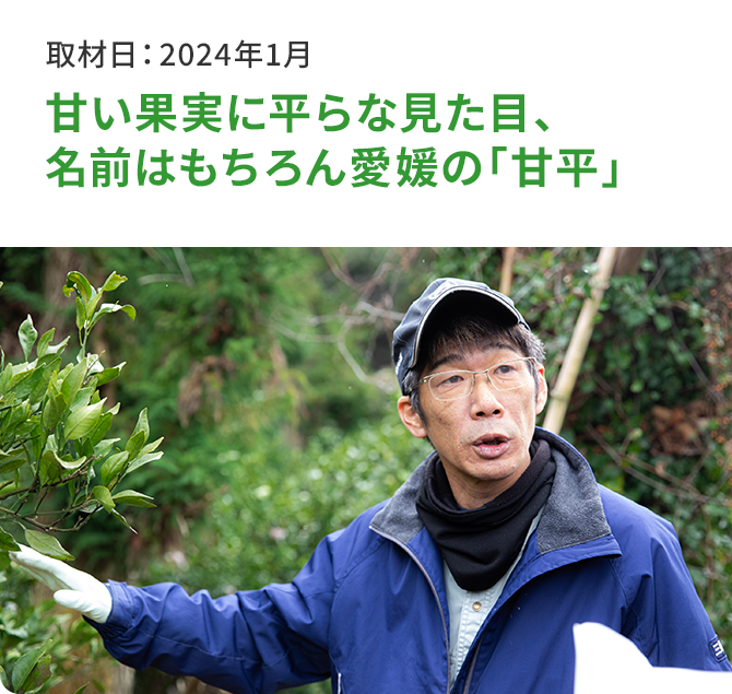 甘い果実に平らな見た目、名前はもちろん愛媛の「甘平」 取材日：2024年1月