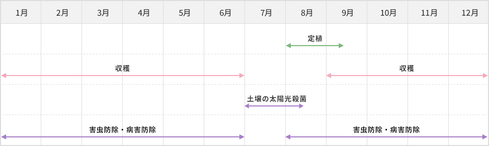 栽培スケジュール