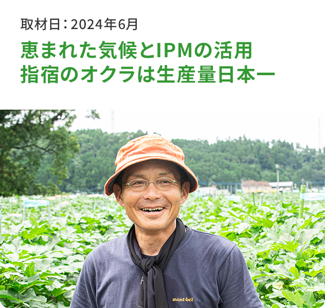 恵まれた気候とIPMの活用 指宿のオクラは生産量日本一 取材日：2024年6月