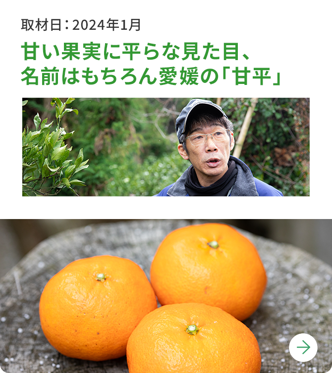 栃木のいちご発祥地で豊かに実る「とちおとめ」