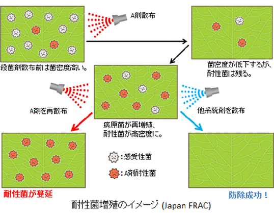 耐性菌増殖のイメージ（Japan FRAC）