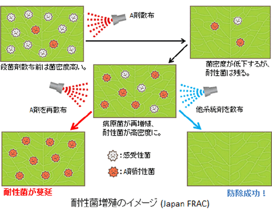 耐性菌増殖のイメージ(Japan FRAC)