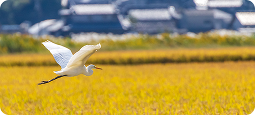 鳥類の農薬リスク評価結果