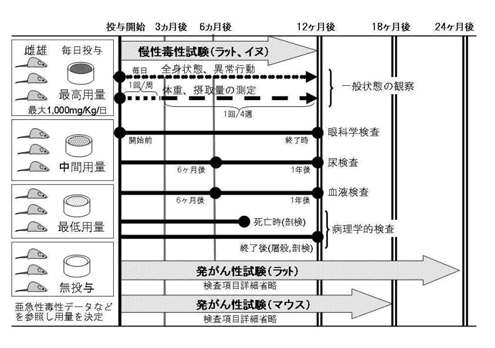 長期毒性試験の薬剤投与期間と慢性毒性の検査内容（模式図）