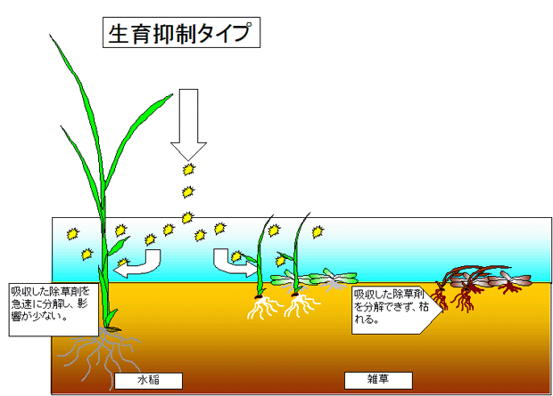 生育抑制タイプ