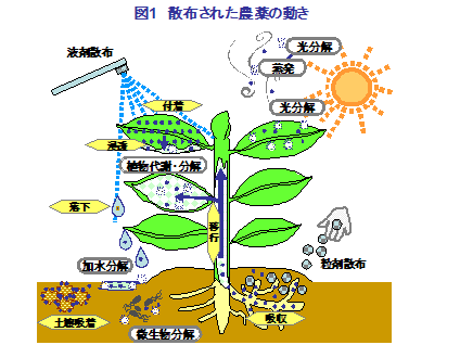 散布された農薬の動き