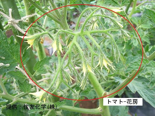 花房