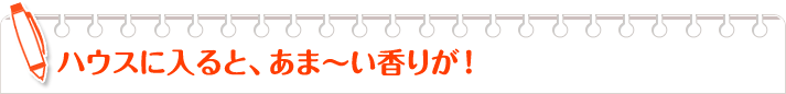 ハウスに入ると、あま～い香りが！