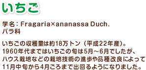 いちご　学名：Fragaria×ananassa Duch.バラ科　いちごの収穫量は約18万トン（平成22年産）。1960年代まではいちごの旬は5月～6月でしたが、ハウス栽培などの栽培技術の進歩や品種改良によって11月中旬から4月ごろまで出回るようになりました。