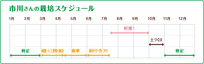 市川さんの栽培スケジュール