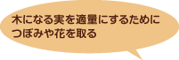 木になる実を適量にするためにつぼみや花を取る