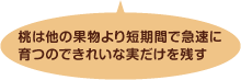 桃は他の果物より短期間で急速に育つのできれいな実だけを残す