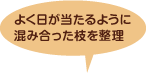 よく日が当たるように混み合った枝を整理