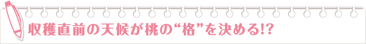 収穫直前の天候が桃の“格”を決める!?