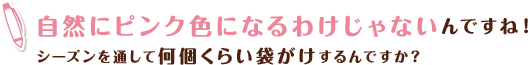 自然にピンク色になるわけじゃないんですね！シーズンを通して何個くらい袋がけするんですか？