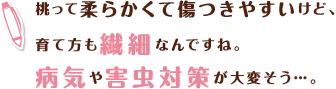 桃って柔らかくて傷つきやすいけど、育て方も繊細なんですね。病気や害虫対策が大変そう…。