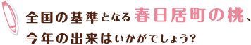 全国の基準となる春日居町の桃、今年の出来はいかがでしょう？