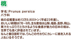 学名：Prunus persica バラ科 桃の収穫量は約13万9,800トン（平成23年産）。おいしい時期は7月～9月、主な産地は山梨、福島、長野、岡山。果汁たっぷりでとろけるような食感が魅力の日本の桃は、世界でも高く評価されています。なんと春日居町では、りんごの代わりにカレーに桃を入れる人もいるそうです。