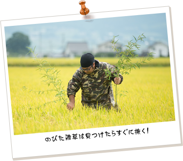 のびた雑草は見つけたらすぐに抜く！