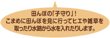 田んぼの「子守り」!こまめに田んぼを見に行ってヒエや雑草を取ったり水路から水を入れたりします。