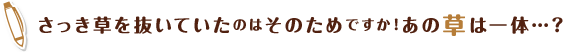 さっき草を抜いていたのはそのためですか！あの草は一体…？