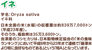 イネ　学名：Oryza sativa　イネ科　日本全国の米（水稲）の収穫量は約839万7,000トン（平成23年産）。そのうち、福島県は35万3,600トン。会津産のコシヒカリは、日本穀物検定協会の「米の食味ランキング」において平成8年から23年まで連続で「基準米より特に良好なものである」という「特A」となっています。