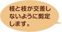 枝と枝が交差しないように剪定します。