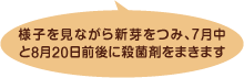 様子見ながら新芽をつみ、7月中と8月20日前後に殺菌剤をまきます