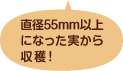 直径55mm以上になった実から収穫！