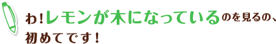 わ！レモンが木になっているのを見るの、初めてです！