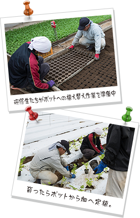 写真（上）研修生たちがポットへの植え替え作業を準備中、写真（下）育ったらポットから畑へ定植。