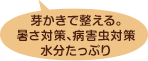 芽かきで整える。暑さ対策、病害虫対策、水分たっぷり