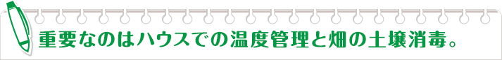 重要なのはハウスでの温度管理と畑の土壌消毒。