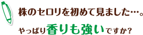 株のセロリを初めて見ました…。やっぱり香りも強いですか？