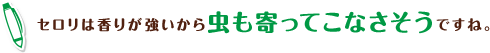 セロリは香りが強いから虫も寄ってこなさそうですね。