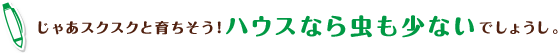 じゃあスクスクと育ちそう！ハウスなら虫も少ないでしょうし。