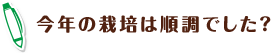 今年の栽培は順調でした？