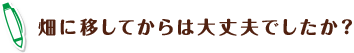 畑に移してからは大丈夫でしたか？