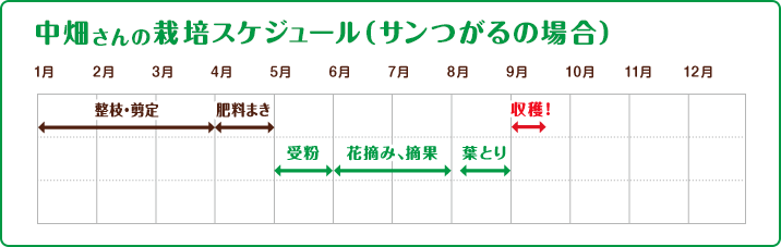 中畑さんの栽培スケジュール（サンつがるの場合）