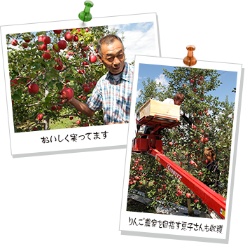 写真（上）おいしく実ってます、写真（下）りんご農家を目指す息子さんも収穫