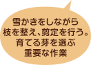 雪かきをしながら枝を整え、剪定を行う。育てる芽を選ぶ重要な作業