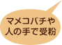 マメコバチや人の手で受粉