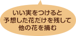 いい実をつけると予想した花だけを残して他の花を摘む